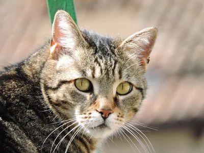 Фото Бразильской короткошерстной кошки с серебристой шерстью