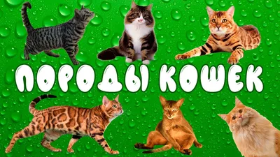 Изображения бразильских короткошерстных кошек в высоком разрешении