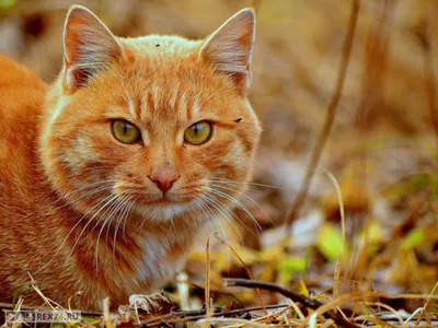 Удивительные изображения бразильских короткошерстных кошек
