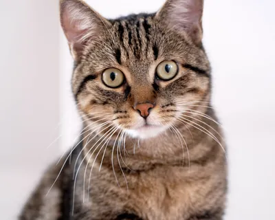 Бразильская короткошёрстная кошка: красивые фотографии для вашего профиля в соцсетях