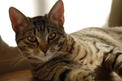 Скачать фото бразильских короткошерстных кошек бесплатно
