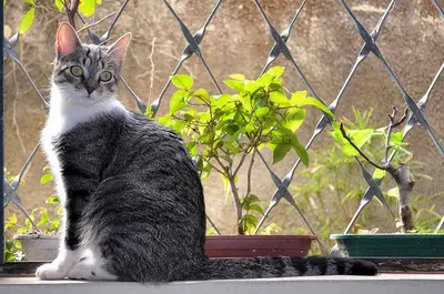 Изысканные снимки бразильской короткошёрстной кошки в моменты покоя