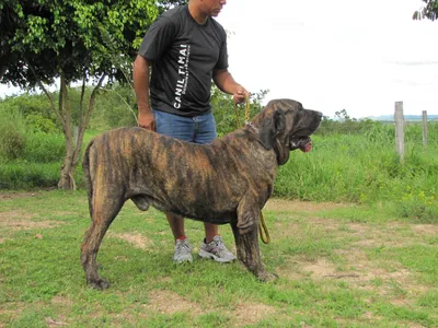 Бразильский фила: изображения красивейшей собаки