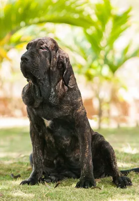 Бразильский фила: фотоальбом с красивыми изображениями собаки