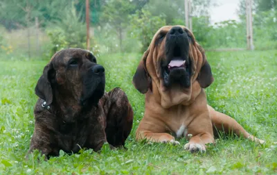 Изображения Бразильского филы: уникальная порода собак на вашем экране