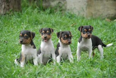 Бразильский терьер: самые впечатляющие фото собаки