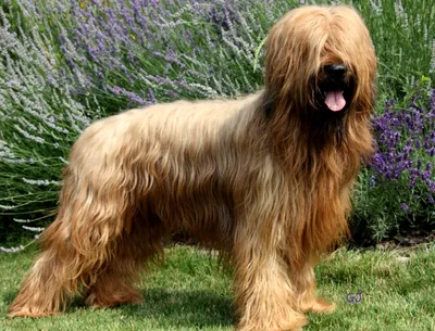Собака породы Бриар: фото в высоком разрешении