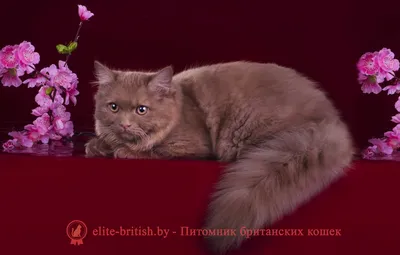 Красивые изображения британской длинношёрстной кошки для скачивания