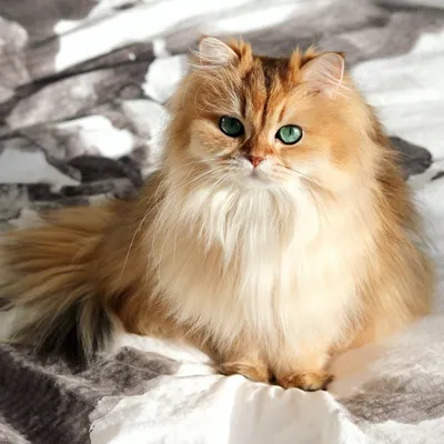 Британская длинношёрстная кошка: фото с высокой детализацией