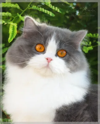 Фото британской длинношёрстной кошки: выберите нужный формат