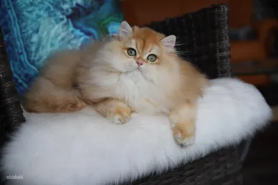 Картинки британской длинношёрстной кошки: наслаждайтесь их красотой