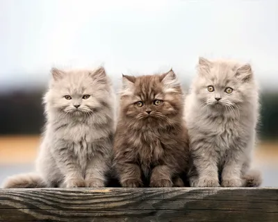 Фотографии британской длинношёрстной кошки: выберите лучший размер
