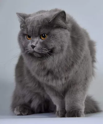 Британская длинношёрстная кошка: фото в разных ракурсах