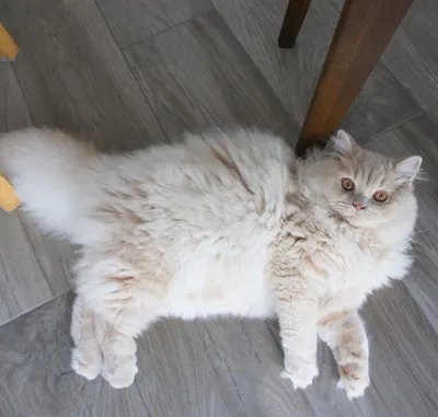 Фотографии красивой британской длинношёрстной кошки