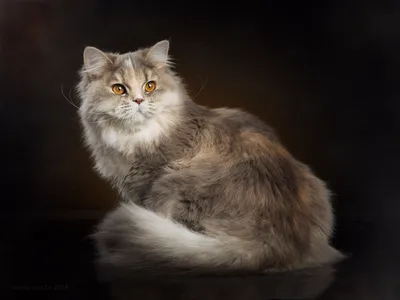 Красивые фотографии британских длинношёрстных кошек