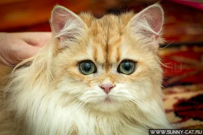 Лучшие изображения британских длинношёрстных кошек