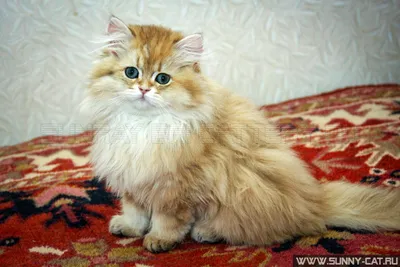 Фото британской длинношёрстной кошки: выберите размер и формат