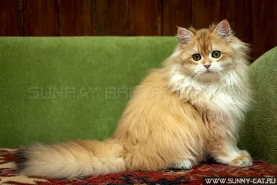Чудесные фотографии британской длинношёрстной кошки
