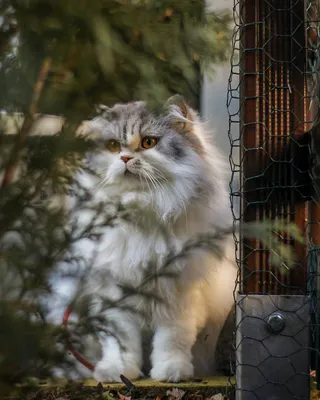 Нежные фото британской длинношёрстной кошки