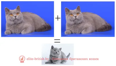 Британская длинношёрстная кошка: картинки высокого качества
