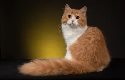 Британская длинношёрстная кошка фотографии