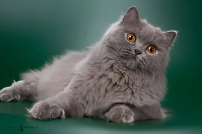 Британская длинношёрстная кошка: красивые изображения