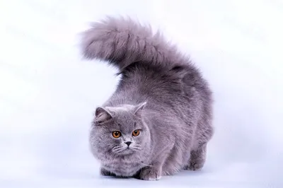 Британская длинношёрстная кошка: прекрасные фотографии