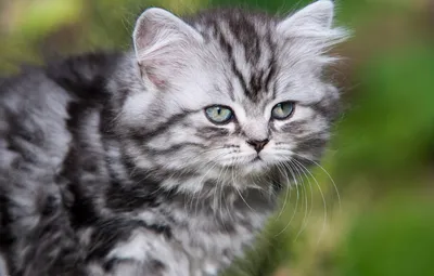 Фото британской длинношёрстной кошки: выберите формат