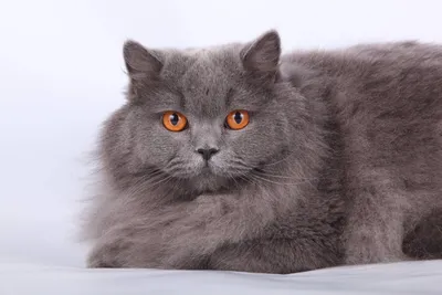 Британская длинношёрстная кошка: лучшие фото для скачивания