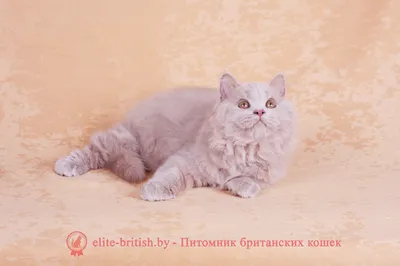 Красивые изображения британской длинношёрстной кошки для скачивания