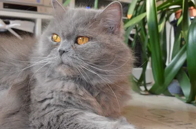 Лучшие фотографии британской длинношёрстной кошки
