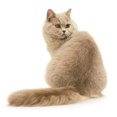 Изображения британской длинношёрстной кошки: бесплатно скачать