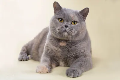 Самые милые фотки британской длинношёрстной кошки