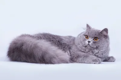Лучшие снимки британской длинношёрстной кошки на природе