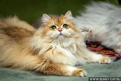 Фотографии британской длинношёрстной кошки на разных фонах