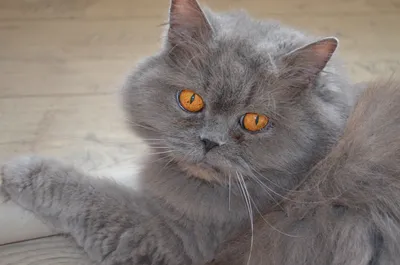 Картинки британской длинношёрстной кошки с закрытыми глазами