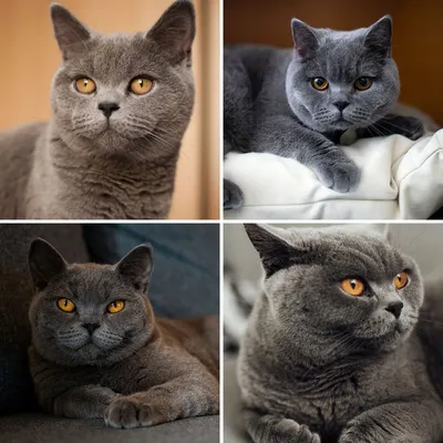 Изображения британской длинношёрстной кошки с кисточками на ушах