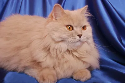 Красивые фотографии британской длинношёрстной кошки в полный рост