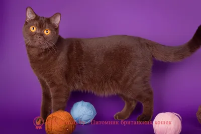 Фотографии британской длинношёрстной кошки с разными выражениями лица