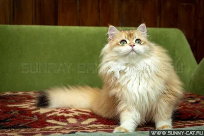 Лучшие фотографии британских длинношёрстных кошек
