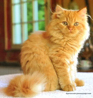 Нежные британские длинношёрстные кошки на фото