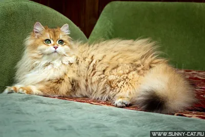 Стильные фотографии британских длинношёрстных кошек