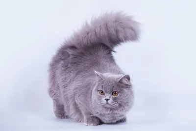 Британские длинношёрстные кошки на фото: выбирайте формат