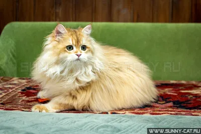 Британские длинношёрстные кошки: прекрасные фотографии