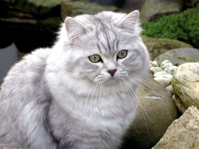 Нежные британские длинношёрстные кошки на фото в высоком разрешении