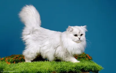 Разнообразные фотографии британских длинношёрстных кошек