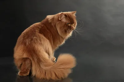 Прекрасные британские длинношёрстные кошки на фото