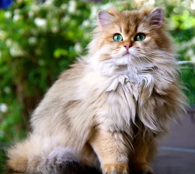 Красивые британские длинношёрстные кошки на фото в HD качестве