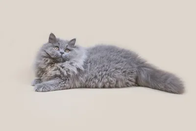 Фото британских длинношёрстных кошек: выбирайте формат