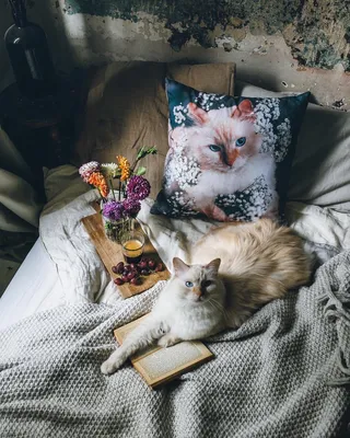 Британские длинношёрстные кошки на фото: красота в каждом кадре